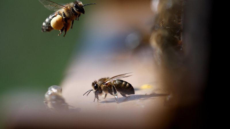 Fotografija: Čebele oprašijo 80 odstotkov cvetočih rastlin. Foto Stephane Mahe/Reuters