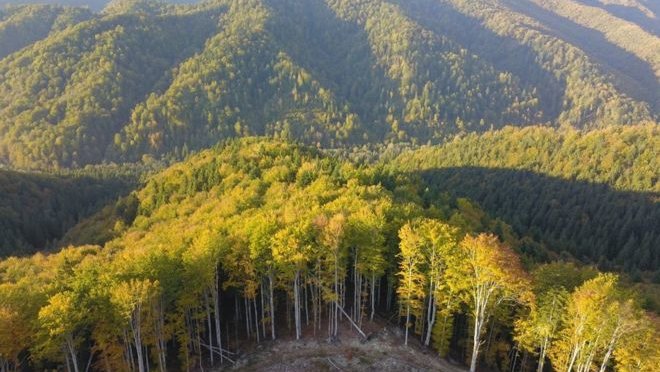 Fotografija: V Romuniji je kar polovica vseh evropskih pragozdov. FOTO: Agent Green
