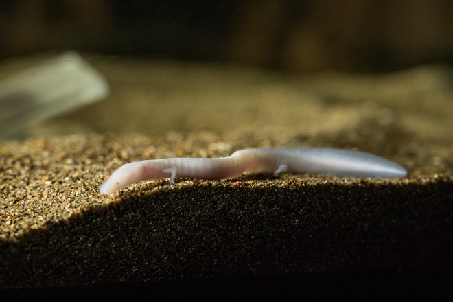 Človeške ribice so že toliko zrasle, da jih zdaj čaka selitev v nove akvarije. FOTO: Postojnska jama
