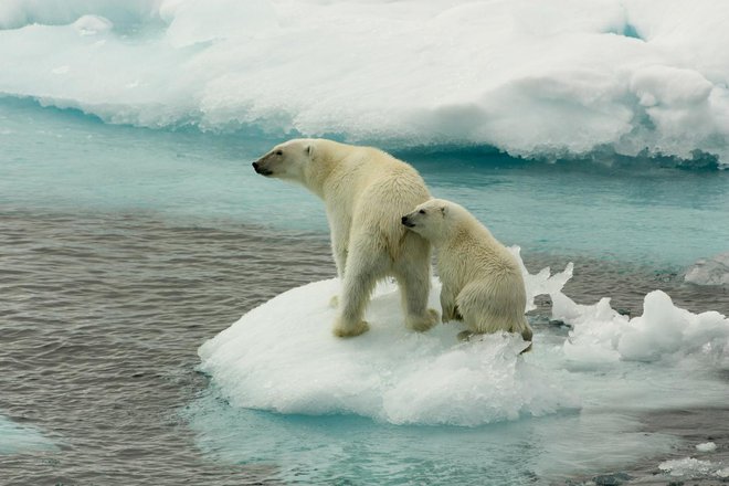 Sesalcem na polarnih območjih se zaradi taljenja ledu krči življenjski prostor. FOTO: Larissa Beumer/Greenpeace