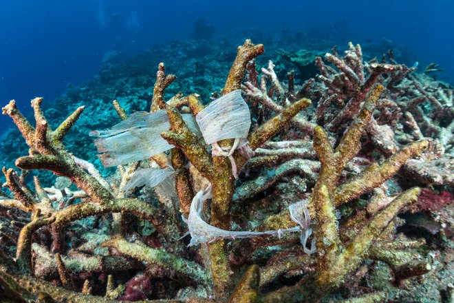 Obeljene korale na Maldivih. Koralni grebeni verjetno ne bodo preživeli niti, če segrevanje ozračja ustavimo pri stopinji in pol. FOTO: Uli Kunz