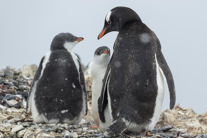 Pingvini Gentoo v zalivu Hope na rtu Trinity, ki je najbolj severni del Antarktike. Na tem območju bo Greenpeace opravil raziskave onesnaženosti, s katerimi želi podkrepiti prizadevanje za vzpostavitev zavarovanega območja Antarktičnega oceana, ki bi obse