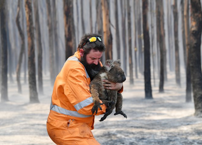 Simon Adamczyk nosi ranjeno koalo na Kengurujskem otoku. FOTO: AAP Image/David Mariuz/Reuters