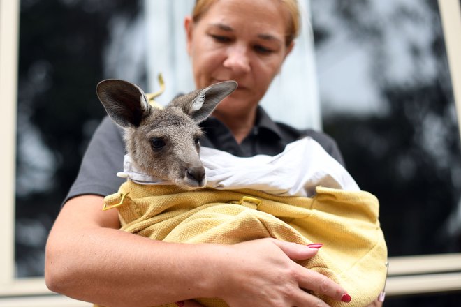Prosotvoljka Sarah Price z malim kengurujem. FOTO: Saeed Khan/AFP