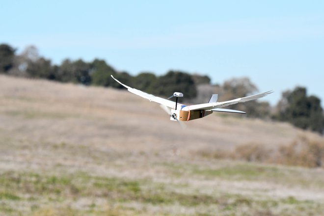 PigeonBot ali robotski golob med letom. FOTO: Lentink Lab/Stanford University/AFP
