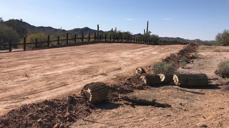 Fotografija: Na trasi mejne ograje so gradbinci posekali dvesto let star kaktus, kakršne Indijanci častijo kot utelešenje svojih prednikov. FOTO: Laiken Jordahl/Center for Biological Diversity