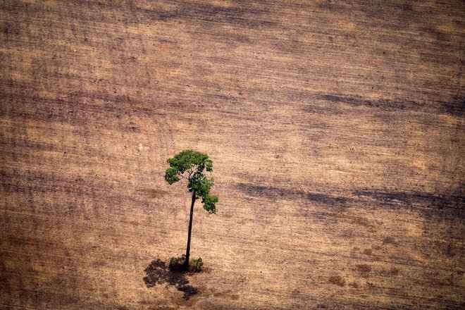 Poleg pogozdovanja bo treba tudi ustaviti izsekavanje gozdov. FOTO: Raphael Alves/AFP