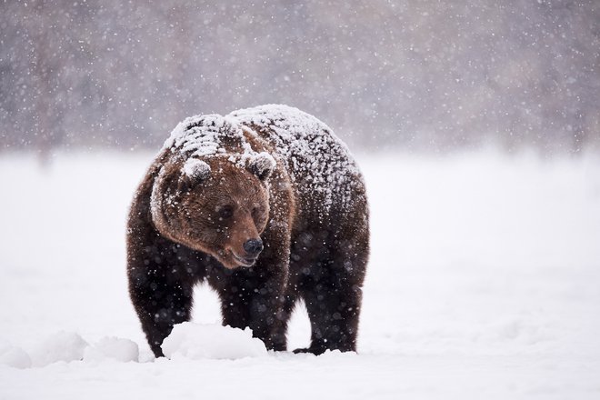 Rjavi medved je pri nas kot volk zavarovana vrsta, odstrel je dovoljen le v izjemnih primerih. FOTO: Shutterstock