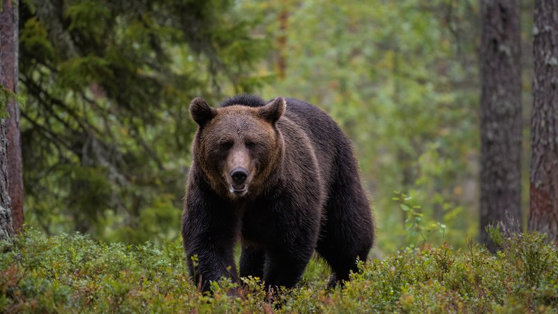 Fotografija: »Pripravljeni smo dati medveda vsaki državi, ki zanj zaprosi, težava pa je, da prav velikega zanimanja zanje ni,« pravi Peter Skoberne. FOTO: Shutterstock