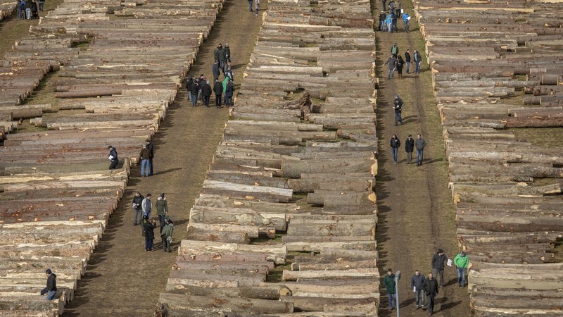 Fotografija: Najkvalitetnejši les so kupili kupci iz Nemčije in Italije, največ lesa pa Kitajci. FOTO: Voranc Vogel/Delo