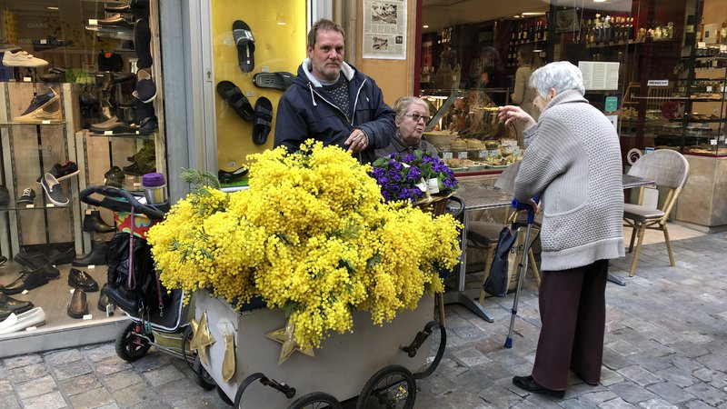 Fotografija: Medtem ko je pri nas na ulicah v rokah žensk še vedno videti rdeče nageljne, ki veljajo za nekakšen simbol delavskega razreda, je v Italiji ta cvet mimoza. FOTO: Mimi Podkrižnik