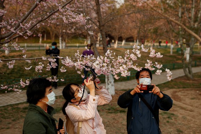 Vsi se bojujejo s koronavirusom. Zato si Japonci še bolj želijo uživati v češnjevem cvetu.  FOTO: Reuters