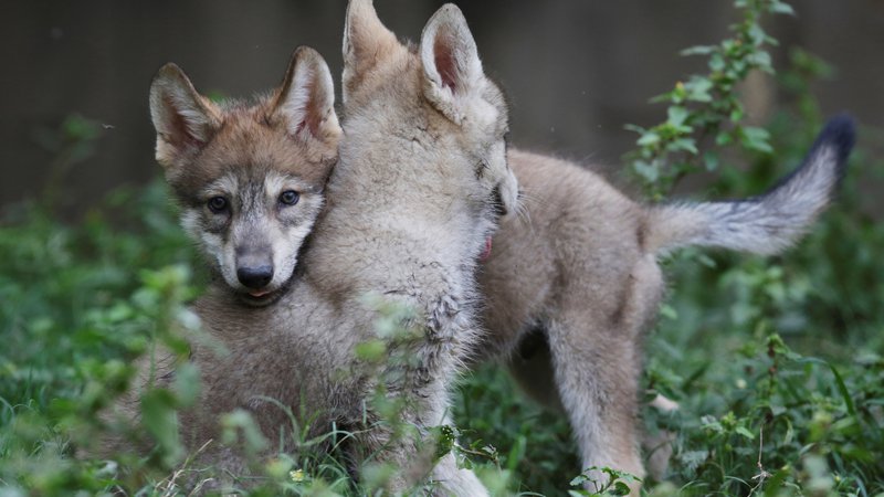 Fotografija: Zaradi odstrela 30 volkov bi volčja populacija lahko razpadla, opozarjajo v društvu Dinaricum. FOTO Reuters
