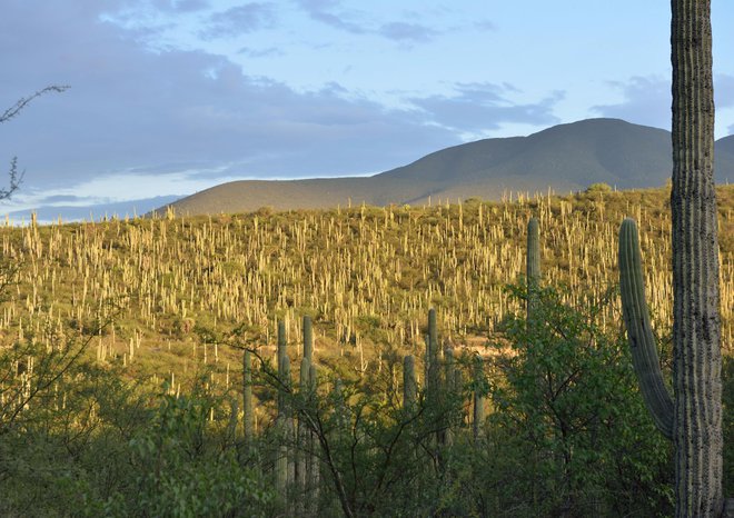 <strong>Dolina Tehuacán-Cuicatlán (Mehika)</strong><br />
Dolina se lahko pohvali z eno najbogatejših zbirk rastlinskih in živalskih vrst v Severni Ameriki. V sušnem območju raste gozd kaktusov, med njimi so tudi nekatere ogrožene vrste. FOTO: Diana Herna