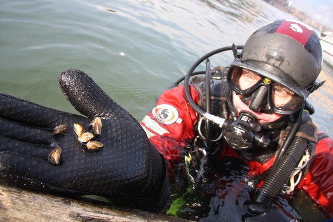 V Blejskem jezeru so trikotničarko prvič opazili leta 2011, že leto kasneje pa so potapljači opozorili, da se na nekaterih lokacijah zelo razrašča. Od takrat jo potapljači Društva za podvodne dejavnosti Bled vsako leto odstranjujejo iz jezera. FOTO: Špela Ankele