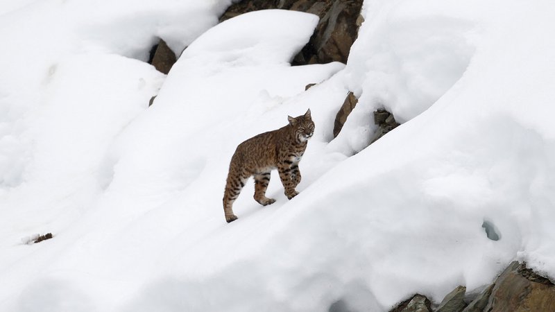 Fotografija: A lynx climbs a hill after crossing the finish area during the first training run for the men's Downhill race of the Vancouver 2010 Winter Olympics in Whistler, British Columbia, February 10, 2010.    REUTERS/Leonhard Foeger (CANADA) - RTR2A21U
