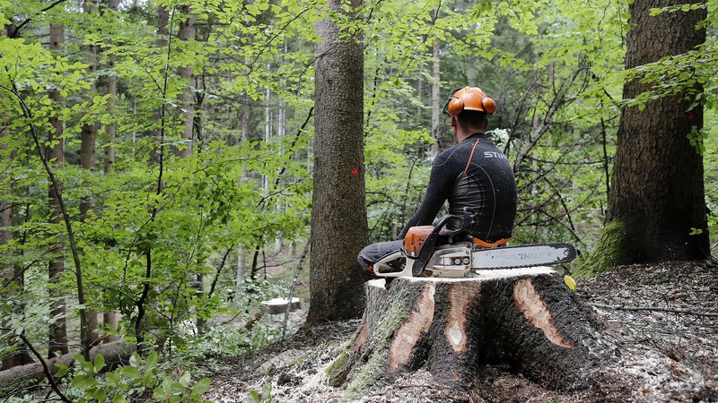 Fotografija: Cene del v gozdu so se še dodatno znižale z ustanovitvijo državnega podjetja SiDG. Foto Blaž Samec