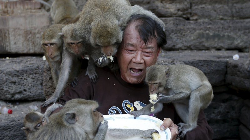 Fotografija: Opice so v zadnjih tednih postale zelo agresivne, še posebej, če vidijo človeka s hrano. FOTO: Jorge Silva/Reuters