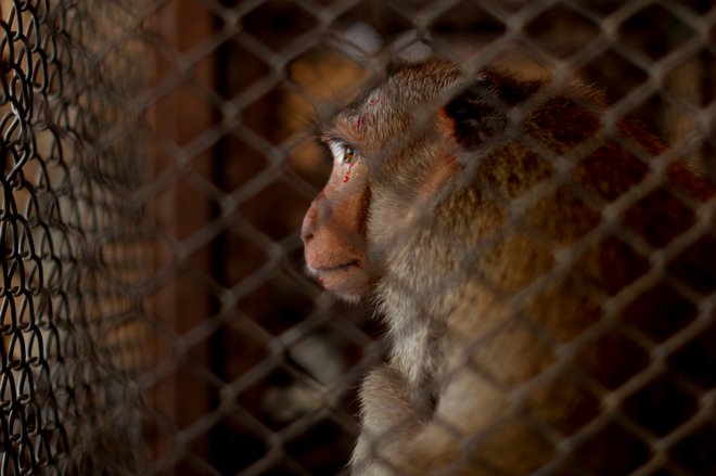 Ulovljen makak čaka v kletki na sterilizacijo. FOTO: Mladen Antonov/Afp
