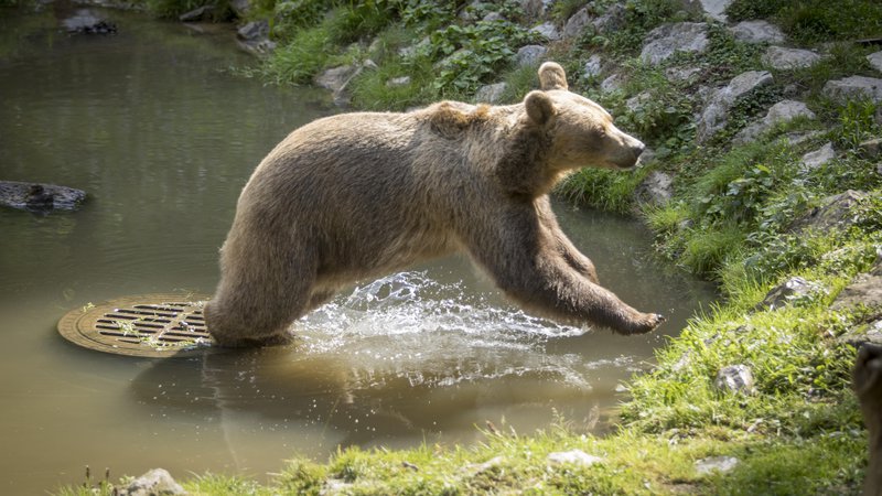 Fotografija: O odstrelu medvedov bo zdaj odločalo ministrstvo za okolje in prostor, za odziv ima na voljo dva meseca. FOTO: Voranc Vogel