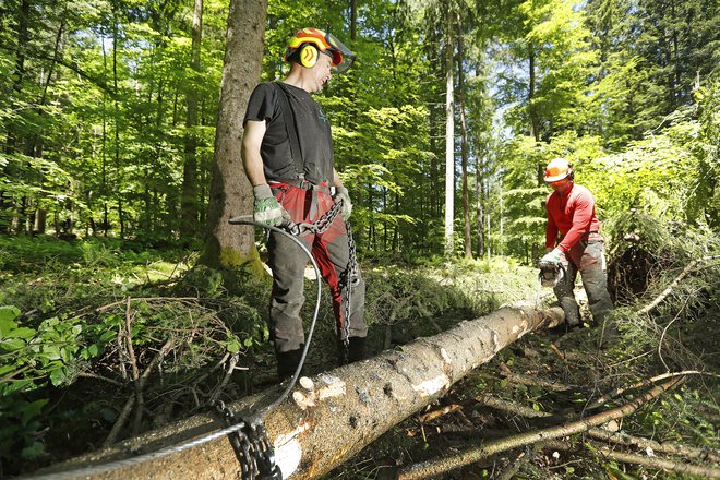  Cena poseka in spravila lesa je odvisna od vrste dejavnikov. Foto Leon Vidic