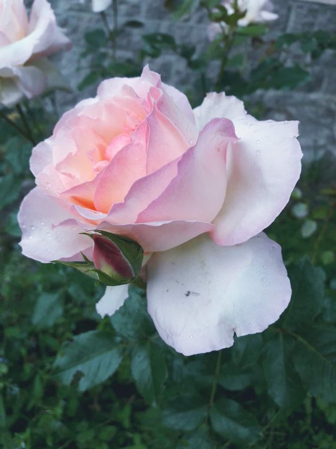 Vrtnica Prešeren, ki jo je lani vzgojila dr. Lucija Čok.<br />
 Foto: Osebni arhiv