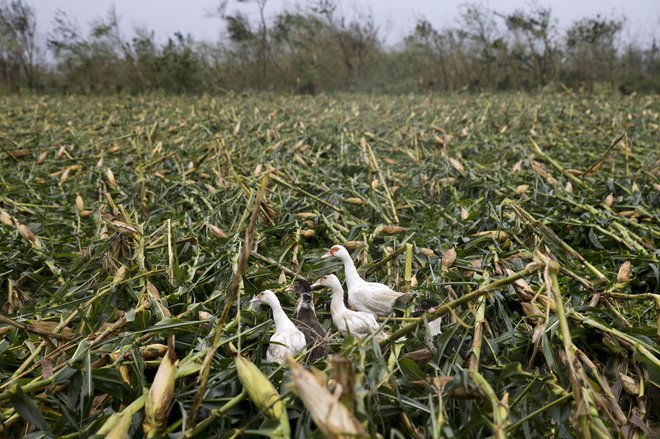 Tajfun je polja koruze zravnal z zemljo. FOTO: Aaron Favila/AP