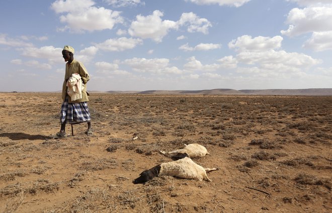 Napovedani El niño naj ne bi bil tako izrazit kot leta 2016. Na fotografiji moški hodi mimo trupel ovc, ki sta umrli zaradi suše kot posledice El niña leta 2016 v Somalilandu. FOTO: Reuters 