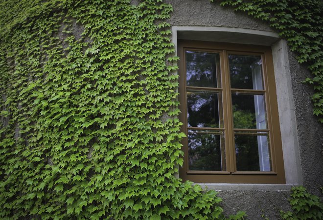 Plečniku je bilo všeč, da so se po fasadi vzpenjale rastline. Ob prizidku je posadil viniko, ki jo je prinesel iz Prage.