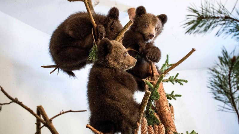 Fotografija: Osirotele medvedje mladiče, ki so jih našli v bolgarskem gorovju, bodo iz zavetišča za medvede Belitsa premestili v grško zavetišče za osirotele medvede Arkturos. FOTO: Hristo Vladev/AFP
