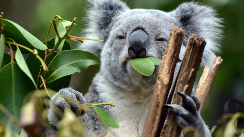 Fotografija: Koala je evkaliptus. FOTO: Shutterstock