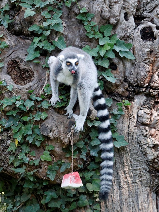 Lemurji so najbolj ogroženi primati. FOTO: Alessandro Bianchi/Reuters