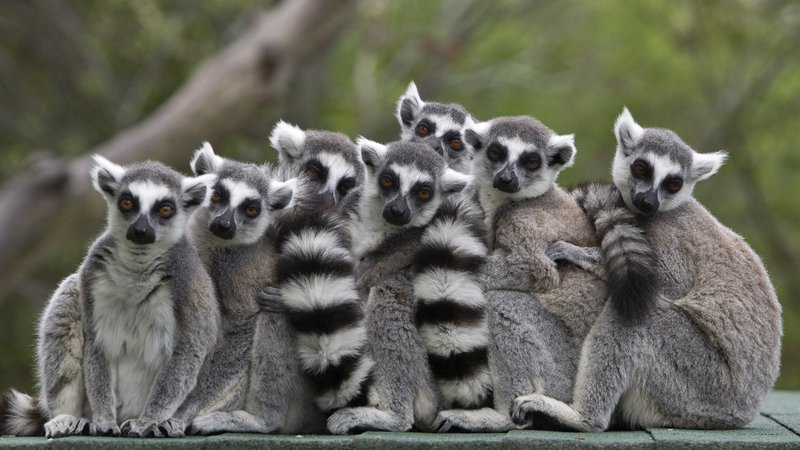 Fotografija: Lemurji. FOTO: Baz Ratner/Reuters