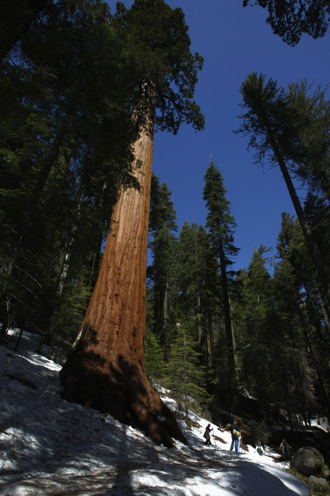 Sekvoja v parku Mariposa Grove, Yosemite FOTO: Darrin Zammit Lupi/Reuters