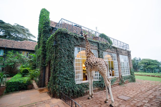 Giraffe Manor v Nairobiju v Keniji. FOTO: Shutterstock