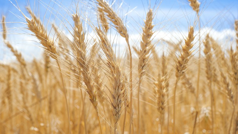 Fotografija: polje pšenica kmetijstvo Foto Profepix Getty Images/istockphoto