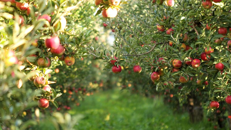 Fotografija: Tako bogate letino sadjarji ne pomnijo.
Foto Shutterstock