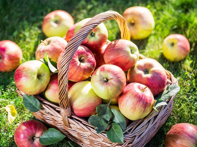 Apple harvest. Ripe red apples in the basket on the green grass. Foto Valentynvolkov Getty Images/istockphoto