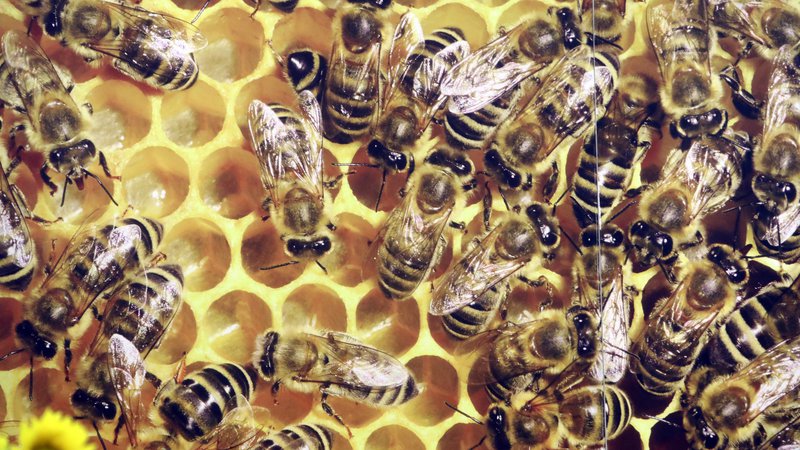 Fotografija: Glifosat spreminja mikrobioto čebel, zato postanejo manj odporne, kaže nova študija. FOTO: Igor Mali/Delo