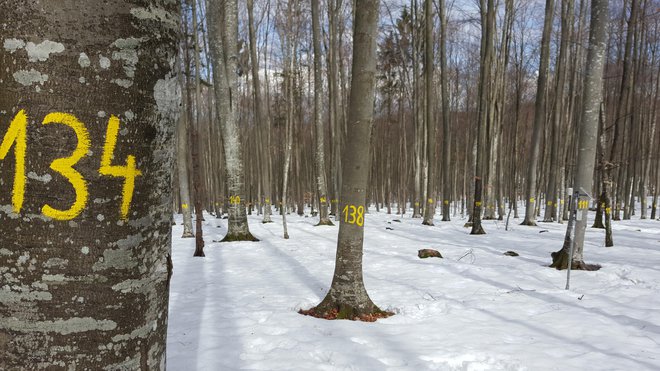Pri dvigu odpornosti gozdov si pomagajo tudi z genetiko. FOTO: Borut Tavčar/Delo