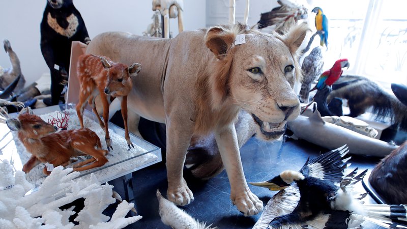 Fotografija: V Parizu bo potekala avkcija nagačenih živali v avkcijski hiši Artcurial. Foto Charles Platiau Reuters