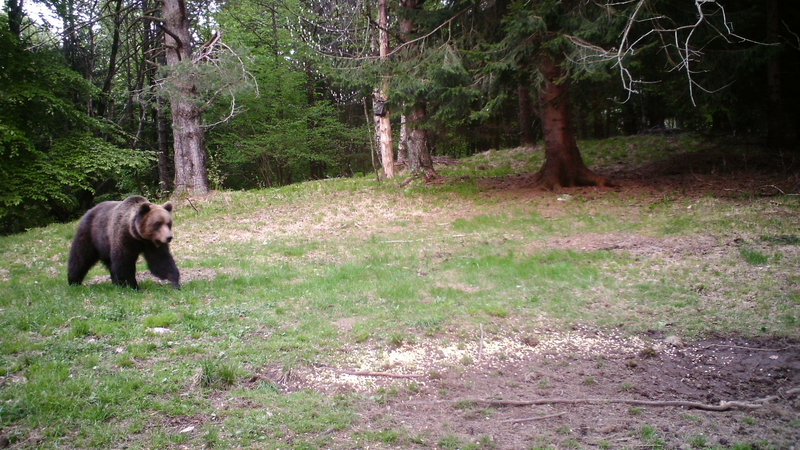 Fotografija: Medveda Elisia je na slovenskih tleh doletela tragična usoda. FOTO: Elisio Da Pozzo