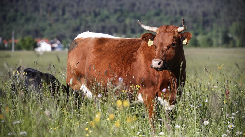 Fotografija: Cika je naša avtohtona vrsta goveda, ki se je ohranila predvem v rejah krav dojilj, kjer jih ne molzejo več. FOTO: Uroš Hočevar