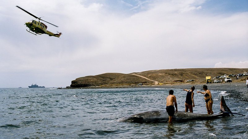 Fotografija: Tako so leta 2002 reševali nasedle kite ob obali Fuerteventure na Kanarskih otokih. FOTO: Fuerteventura Government/AFP