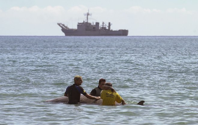 Raziskovalci so našli povezavo med sonarji in nasedanjem kitov. FOTO: Fuerteventura Government/AFP