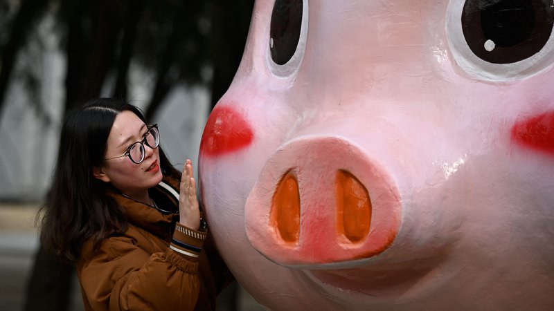 Fotografija: V vseh hišah, restavracijah, parkih, zasebnih avtomobilih in mestnih avtobusih je na vidnih mestih pritrjeno ali obešeno znamenje svinje, na številnih lokacijah so postavljene tudi skulpture ali lutke svinj, ki naj bi ljudem prinašale srečo.  FOTO: AFP