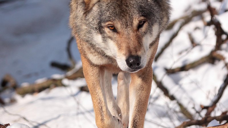 Fotografija: Sivi volk.
Foto Miha Krofel