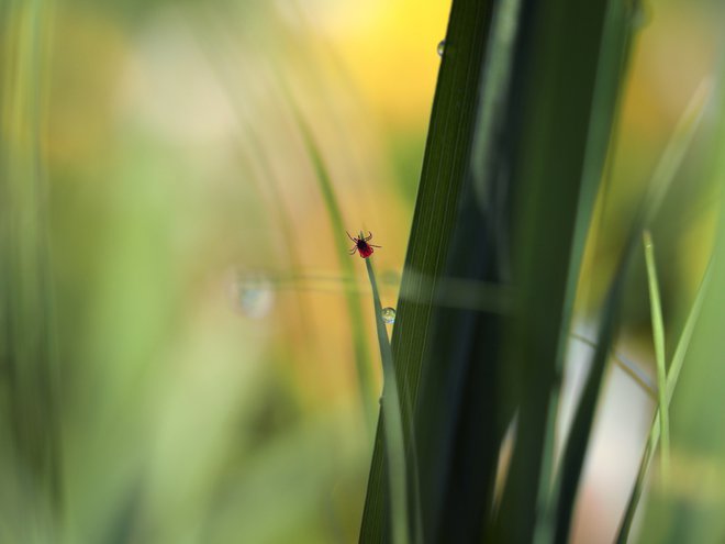 Klopi prežijo tudi v visoki travi. FOTO: Shutterstock