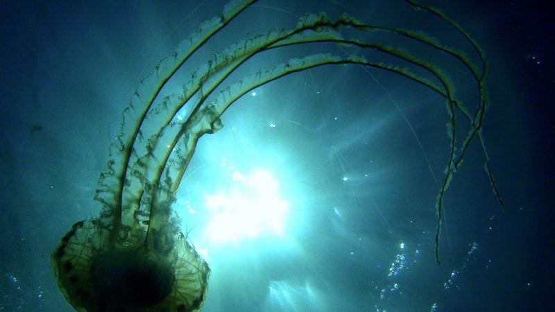Fotografija: V marsikaterem tujem akvariju meduze že predstavljajo, toda za to morajo zanje ustvariti posebne razmere. Če bi jih dali v bazene, kjer so ribe, raki in drugi organizmi, bi v nekaj minutah poginile. Na fotografiji Kompasna meduza, Chrysaora hysoscella. Foto Irena Frkovič