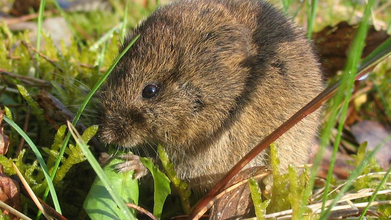 Fotografija: Virus kroži v naravnih žariščih predvsem med glodavci, kot so miši, voluharji in podgane, ki so kronični nosilci. FOTO: Shutterstock